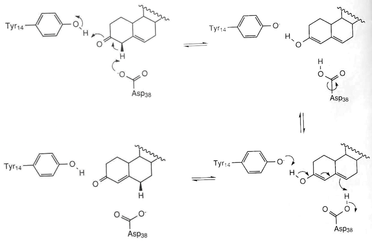 <p>Below is the mechanism for the reaction catalyzed by ketosteroid isomerase; this is an example of covalent catalysis</p>