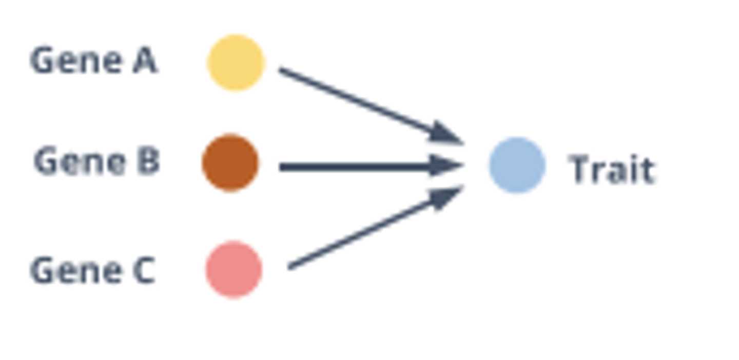 <p>A pattern of inheritance where many genes interact to shape a single phenotype.</p>