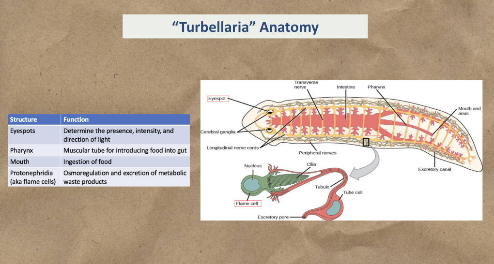 <p>Study the diagram</p>