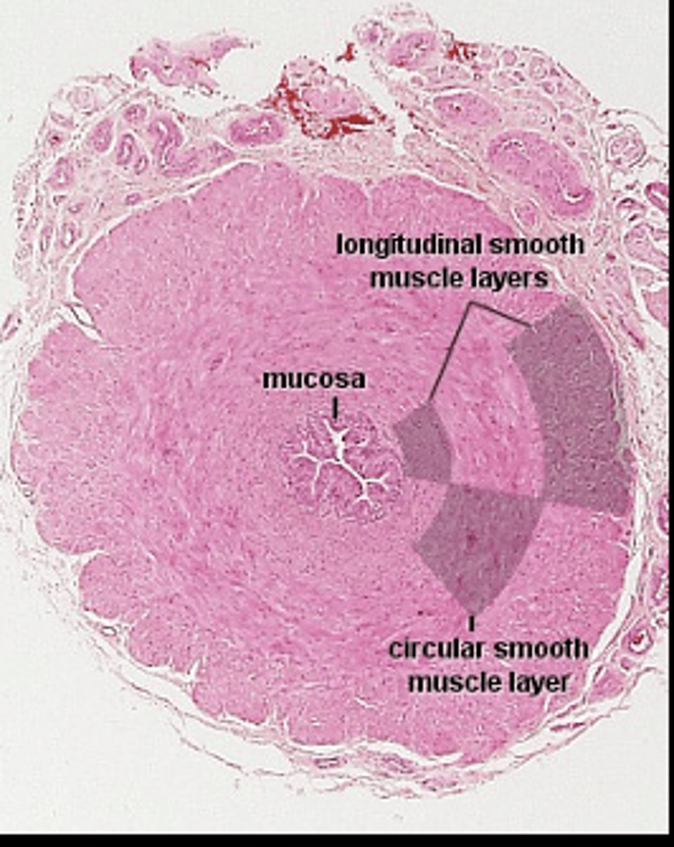 <p>identify the organ</p>
