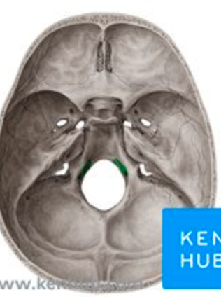 <p>passageway running through condyle; can be seen from inside foramen magnum</p>