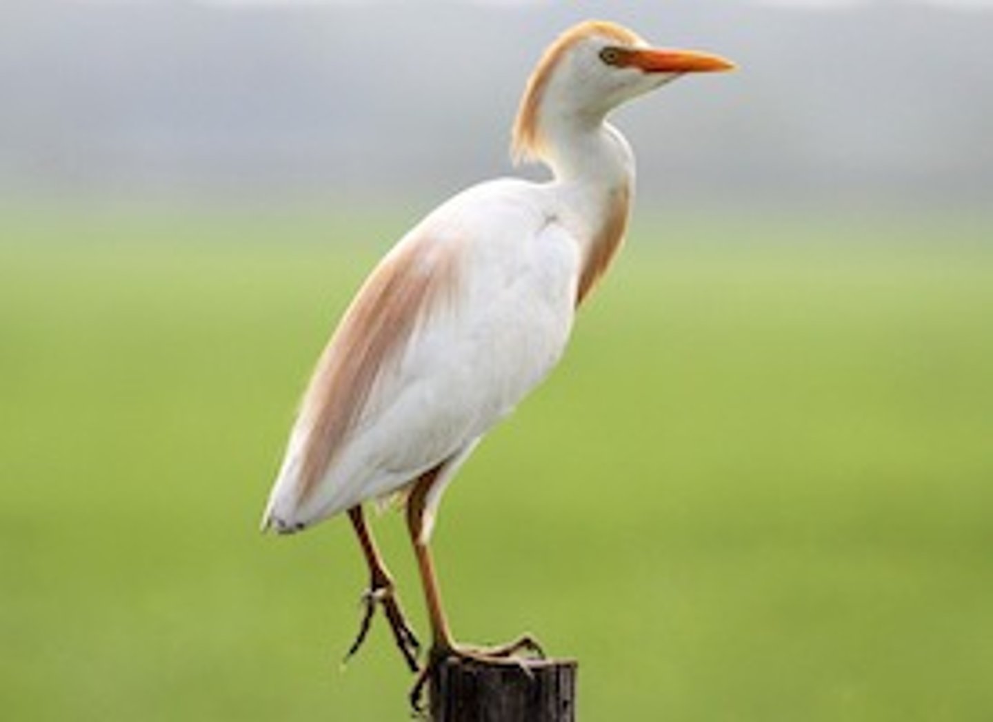 <p>Pelecaniformes</p><p>Ardeidae</p>