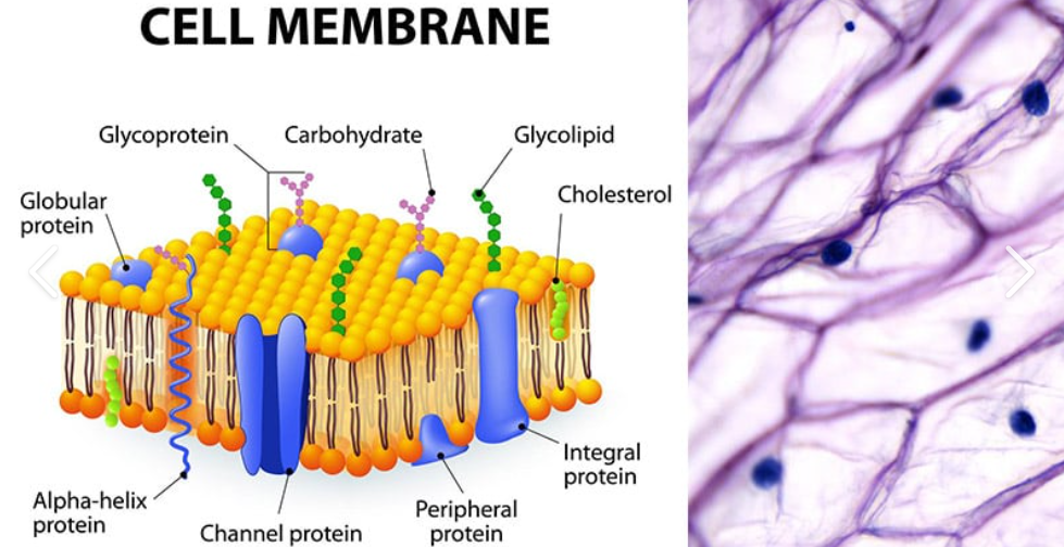 <p>Nuclear membrane</p>