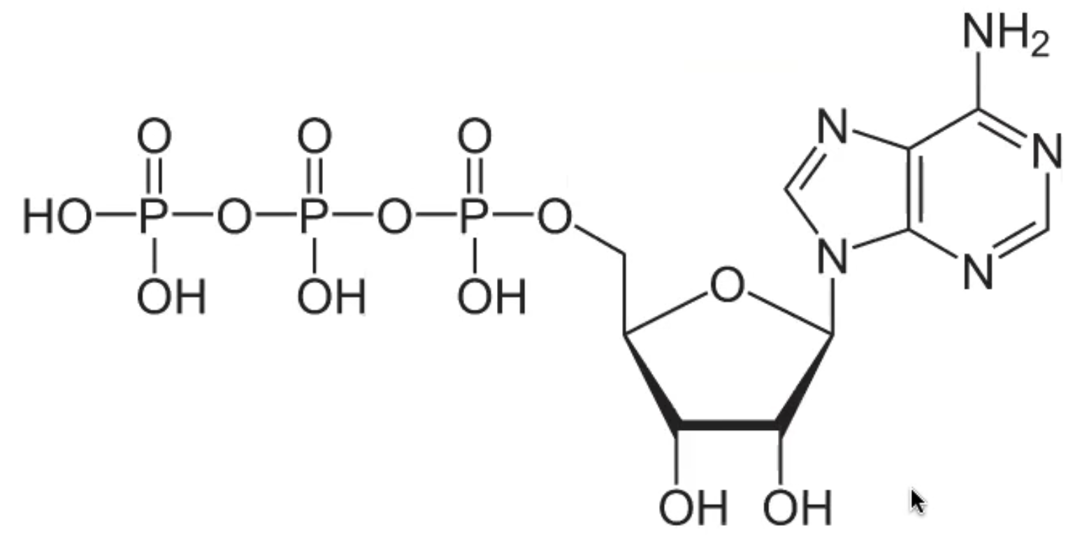 <p>what are the phosphoanhydride bonds? How many are there in this image?</p>