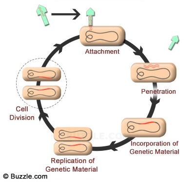 viral material injects its DNA