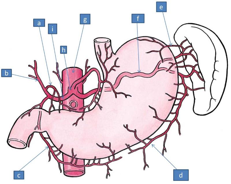 name artery to the right of d