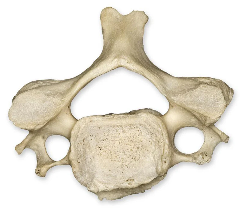 <p>what type of vertebrae is this</p>