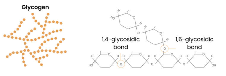 <p><u>Energy store in animal cells</u></p><p></p><p>● <strong>Polysaccharide </strong>made of <strong>α-glucose</strong></p><p>●<strong> 1,4-</strong> and <strong>1,6-glycosidic bonds</strong> → <strong>branched</strong></p><p></p><p></p>