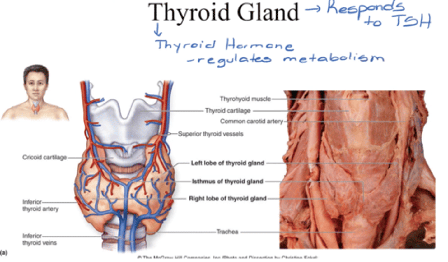 <p>- responds to TSH, which comes from adenohypophysis </p><p>- releases thyroid hormone</p><p>F: regulates metabolism </p>