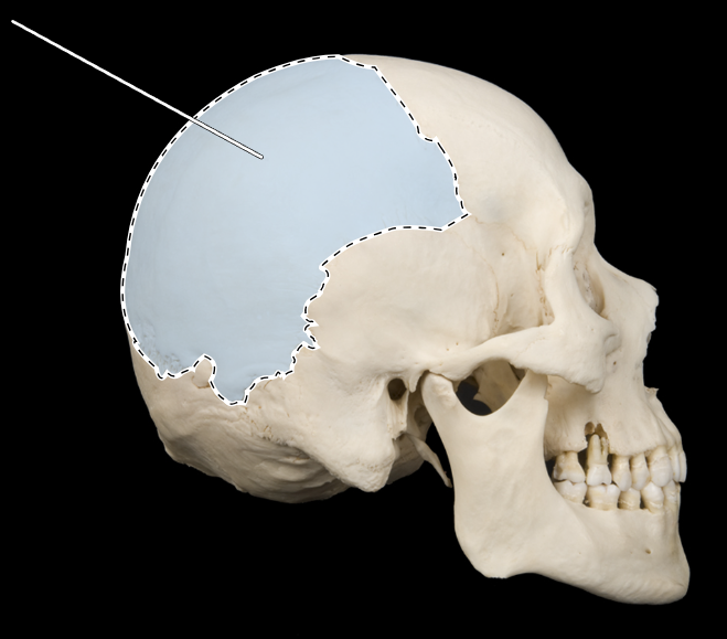 <p>Name this bone.</p><p>(Skull, lateral view).</p>