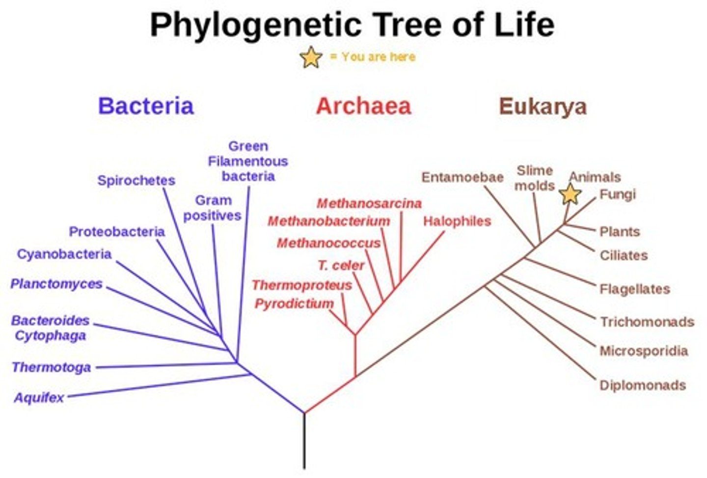 <p>Bacteria, Archaea, and Eukarya.</p>