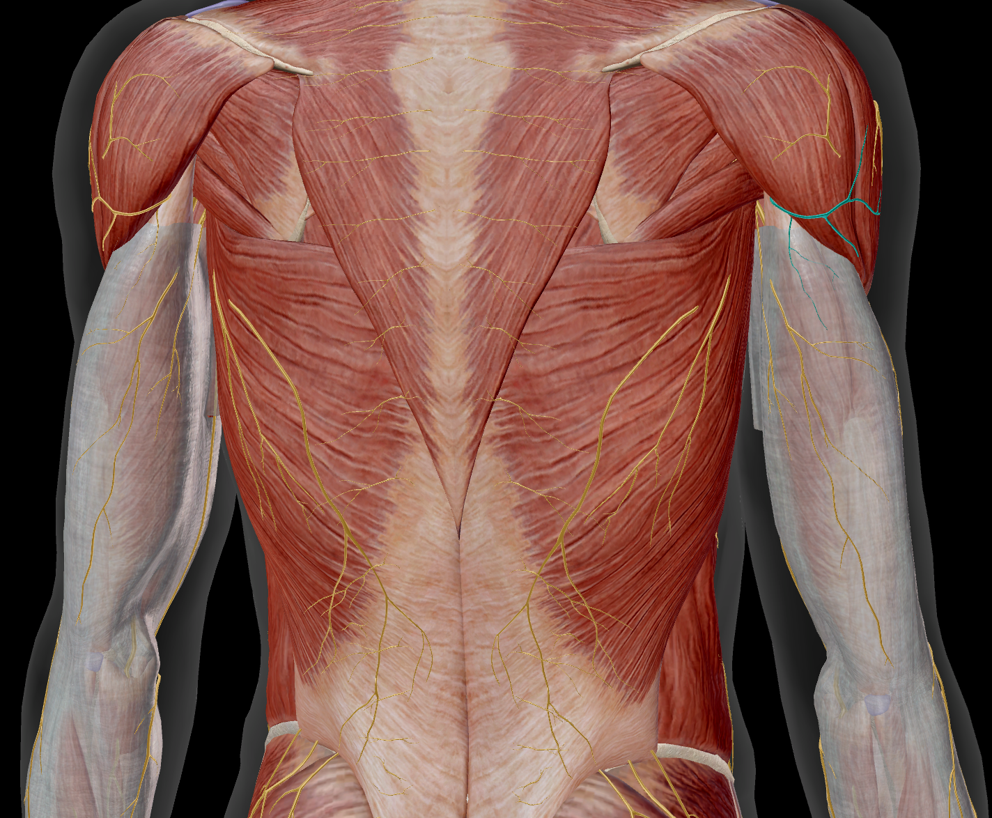 <p>sensitif partie inférieure en dessous du M. deltoideus et la partie postérieur du bras</p>