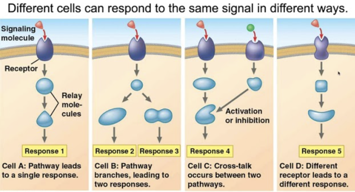 <p>Includes responses to stimuli like sensory triggers, hormones, and stress. Responses include: activating/deactivating a gene or an enzyme (gene expression), mitosis (cell growth), secretion (releasing cell products), or apoptosis.</p>