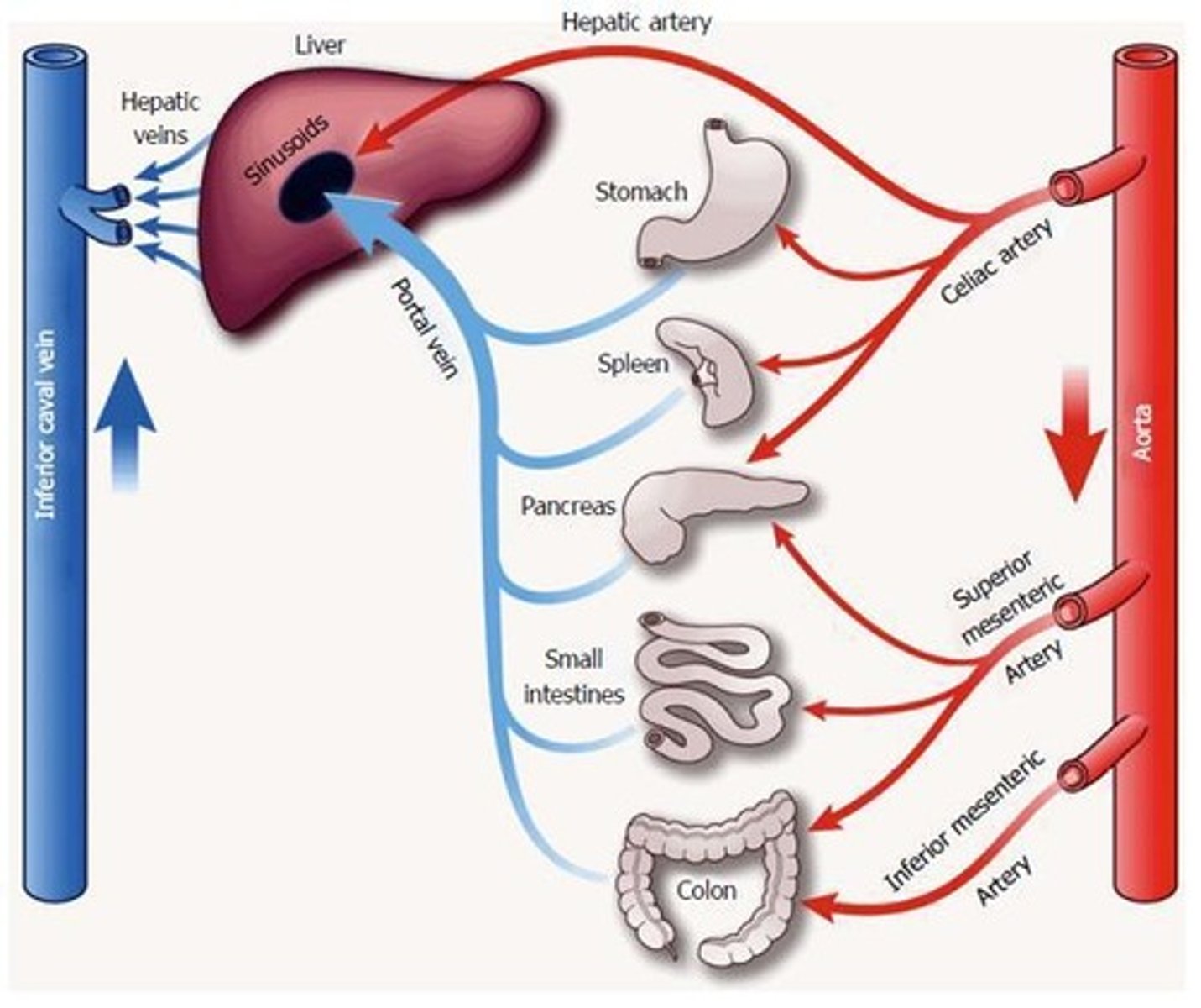 <p>Over 400 functions, including the production of bile.</p>