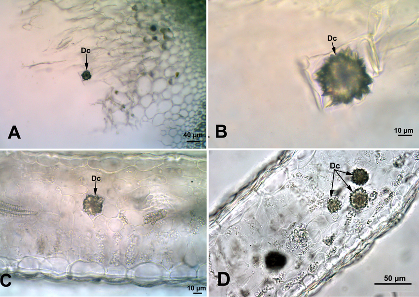 <p>In what sample can this crystal be seen?</p>