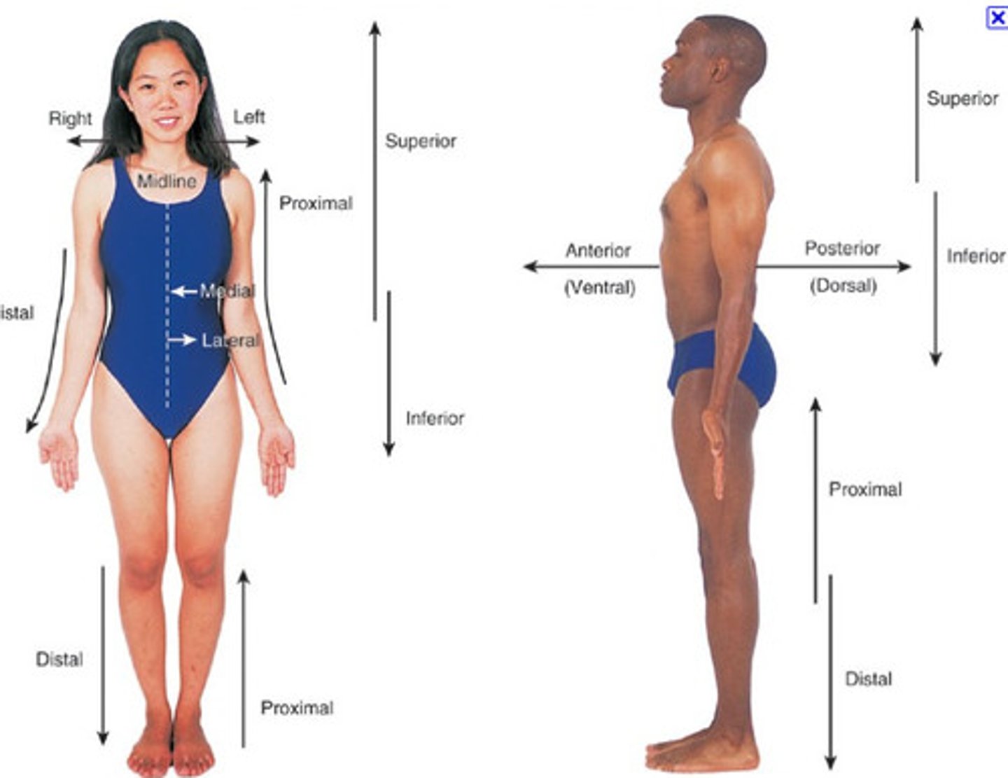 <p>Terms used to explain where one body structure is in relation to another</p>