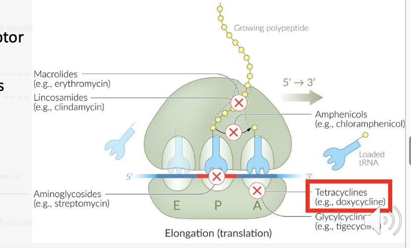 <p>They prevent tRNA–AA from binding to the acceptor site on the ribosome-mRNA complex.</p>