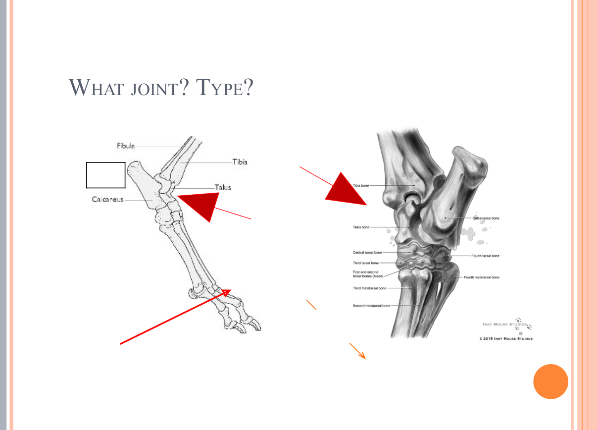 <p>What Type of Joint?</p>