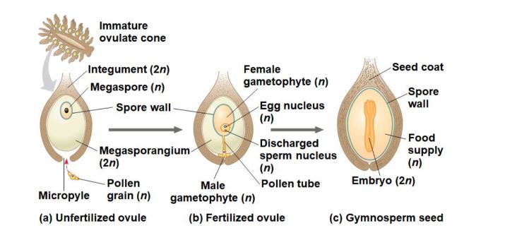 An Ovule consists of a megasporangium, megaspore and one or more protective pieces

Gymnosperm megasporangia have one protective integument

Angiosperm megasporangia usually have two integuments