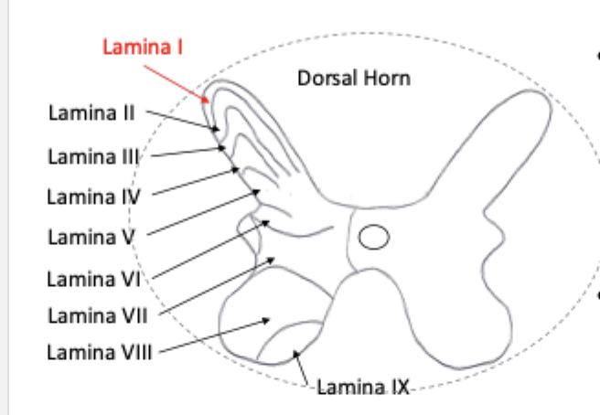 <ul><li><p>divided into physiologically distinct layers called laminae</p></li></ul><p></p>