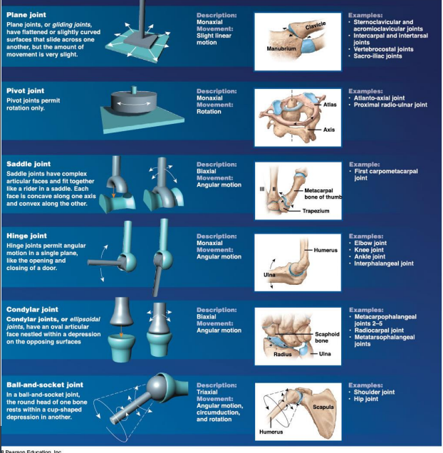 <p>What is the synovial joint Classification</p>