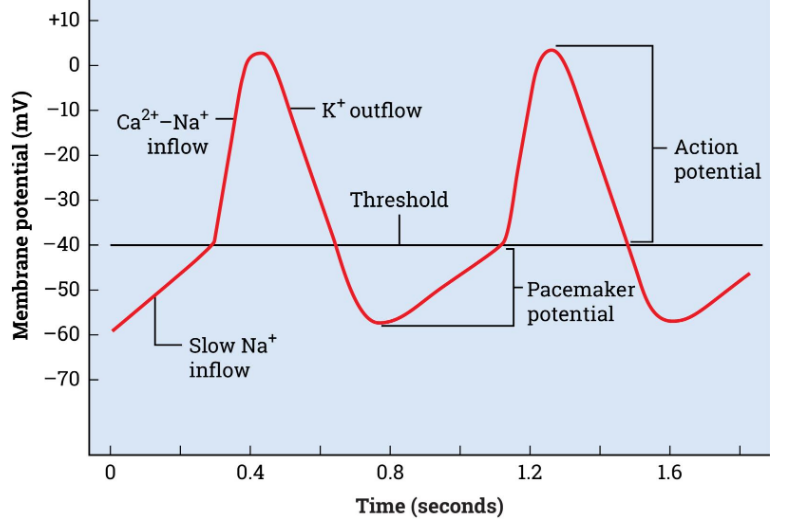 <p>slow influx of Na+ ions resulting in a gradual depolarization</p>