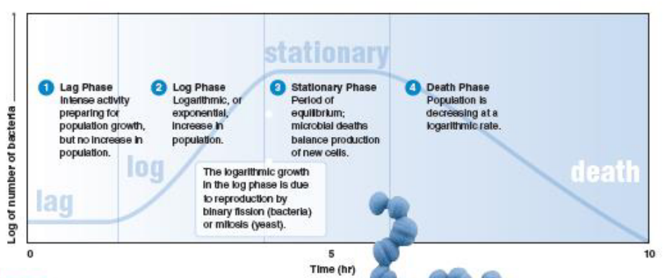 <p>lag phase</p><p>exponential phase</p><p>stationary phase</p><p>death phase</p>