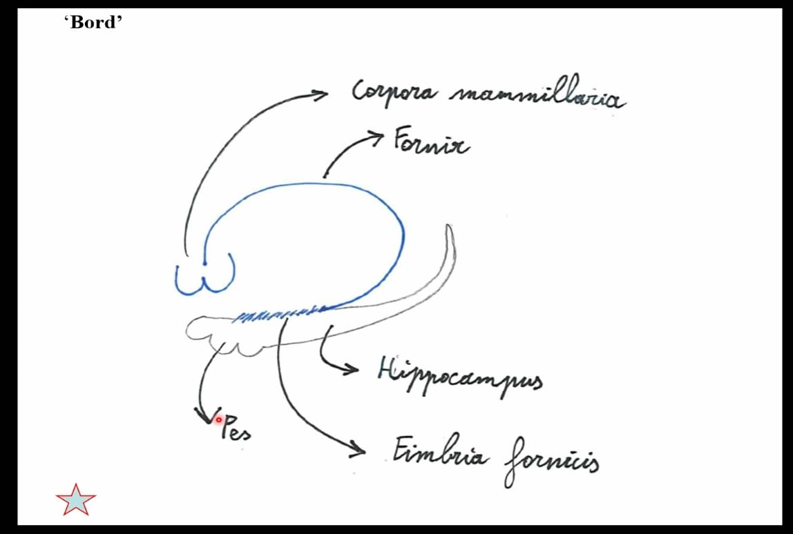 <ul><li><p>gyrus dentatus (archicortex)</p></li><li><p>eigenlijke hippocampus (archicortex)</p><ul><li><p>in bodem &amp; mediaal van temporale hoorn van laterale ventrikel</p></li><li><p>tegen hippocampus: fornix</p><ul><li><p>= efferente bundel die hippocampus verbindt met corpora mammillaria</p></li></ul></li><li><p>eigenlijke hippocampus = cornu ammonis/ hoorn van Ammon</p></li><li><p>uit archicortex</p></li></ul></li><li><p>subiculum</p></li><li><p>gyrus parahippocampalis (entorhinale cortex)</p></li></ul><p>→ vooral goed te zien op coronale snede door rostrale deel van gyrus parahippocampalis</p><p>→ cortex van hippocampus &amp; amygdala: wordt gezien als subcorticale structuur van limbisch systeem</p><p>MAAR: eigenlijk een naar binnen geplooide schorsformatie, die uitpuilt in temporale hoorn van laterale ventrikel</p><p></p><p>(occipitotemporalis lateralis = gyrus fusiformis)</p>