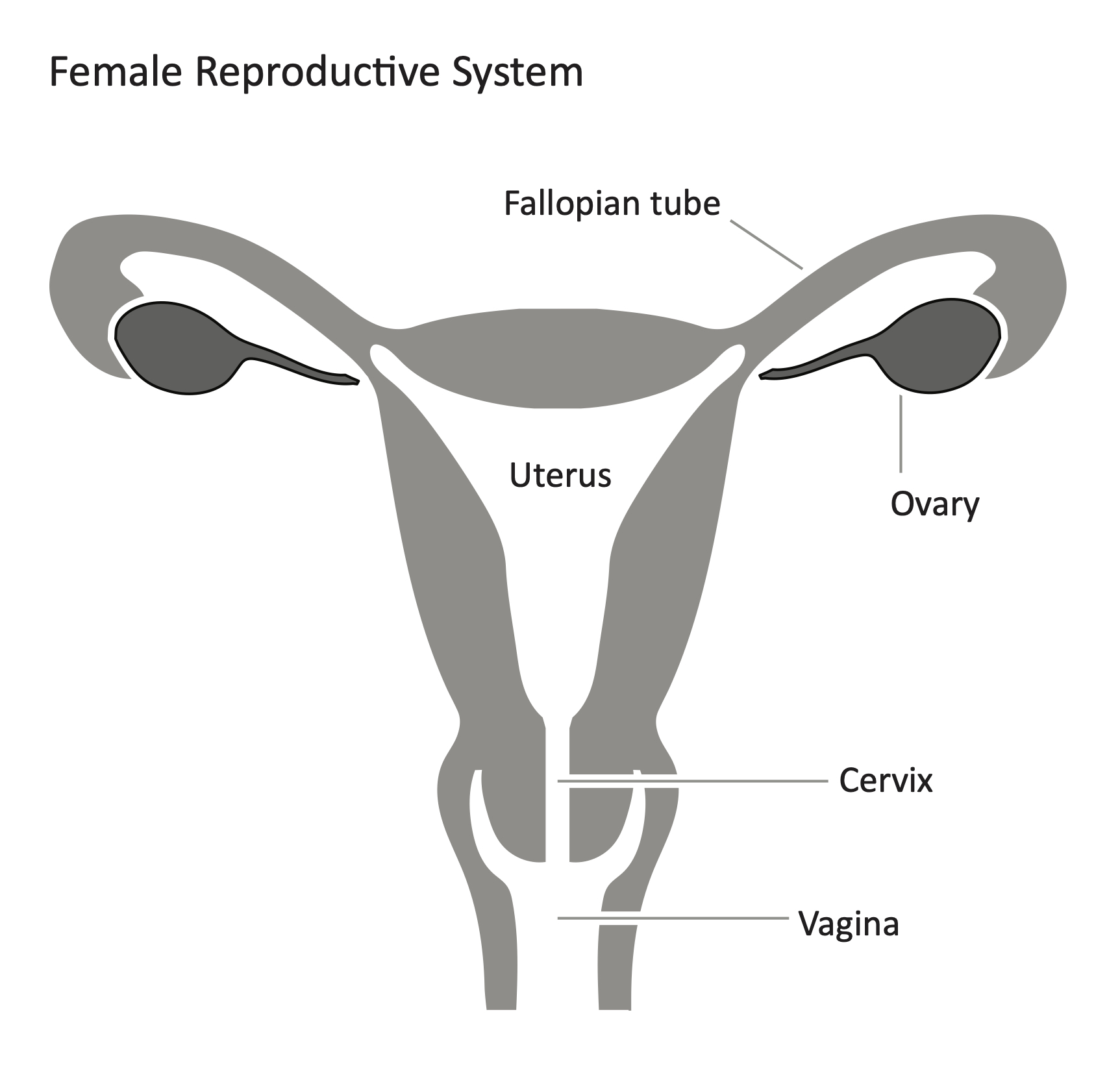 <p>The oviduct, ovary, uterus wall, uterus, cervix, vagina</p>