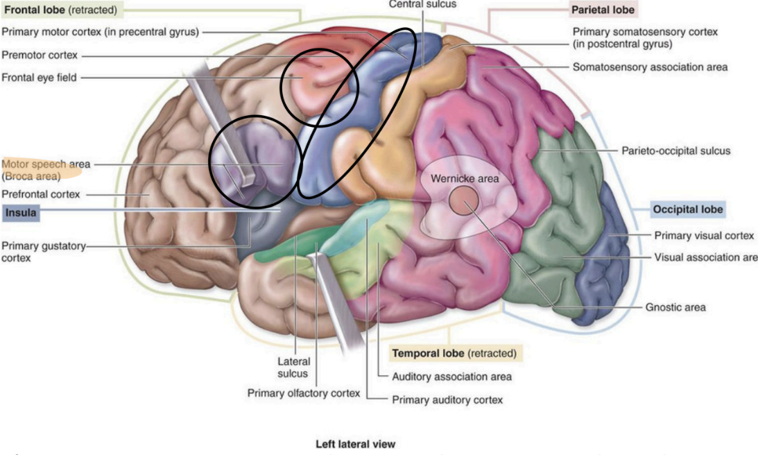 <ul><li><p><strong>Primary (1°) Motor Cortex</strong> – </p><ul><li><p>Controls <strong>voluntary movement</strong> of contralateral skeletal muscles</p></li></ul></li><li><p><strong>Frontal Eye Field</strong> – </p><ul><li><p>Controls <strong>eye movement</strong> for reading &amp; binocular vision</p></li></ul></li><li><p><strong>Motor Speech Area (Broca’s Area)</strong> – </p><ul><li><p>Controls <strong>muscles for speech production</strong></p></li></ul></li></ul><p></p>