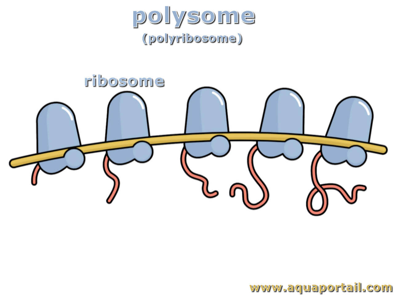 <p>essentially "beads on a string", each "bead" is a ribosome and the "string" is the mRNA molecule.<span>&nbsp;</span></p><ul><li><p><strong>Function:</strong></p><p>Multiple ribosomes bind to the same mRNA, enabling the cell to produce many copies of the protein encoded by that mRNA quickly and efficiently.<span>&nbsp;</span></p></li><li><p><strong>How they form:</strong></p><p>During translation, ribosomes sequentially load onto an mRNA molecule, forming a polysome.<span>&nbsp;</span></p></li><li><p><strong>Location:</strong></p><p>found in both prokaryotic and eukaryotic cells, both in the cytoplasm and on the endoplasmic reticulum</p></li></ul><p></p>