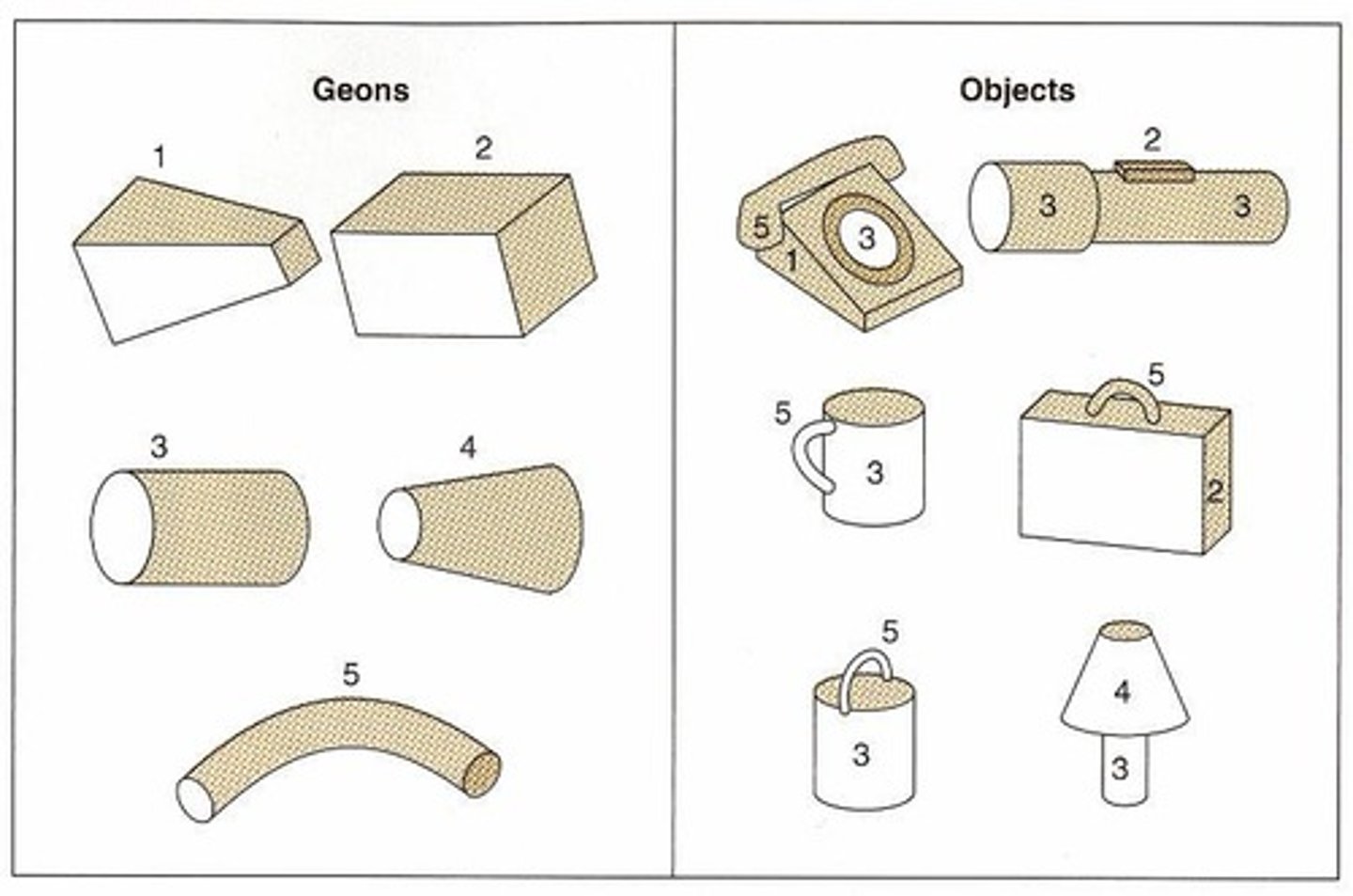 <p>The brain deconstructs viewed objects into a collection of parts (geons), making it view-invariant.</p>