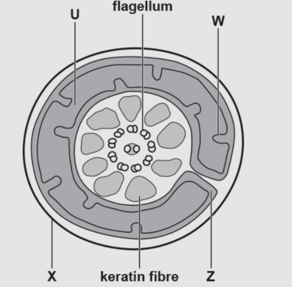 <p>Identify the structures </p><p>U</p><p>W</p><p>Z</p><p></p>