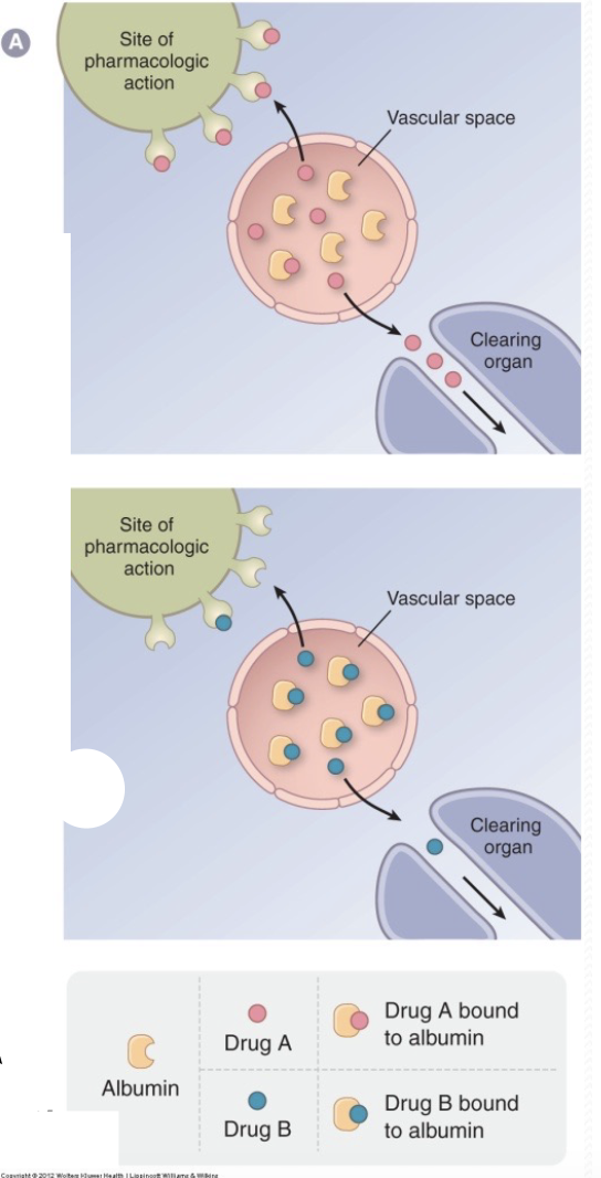 * Many drugs circulate in the blood bound to plasma \n proteins; can show low → high affinity for proteins \n • Cannot diffuse from vascular space to tissues
* Binding involves a saturable, non-linear process
* Albumin (\~ 4 g/dL) is a major carrier for drugs \n that act as weak acids eg. NSAIDs
* α1-acid glycoproteins bind drugs that are weak bases