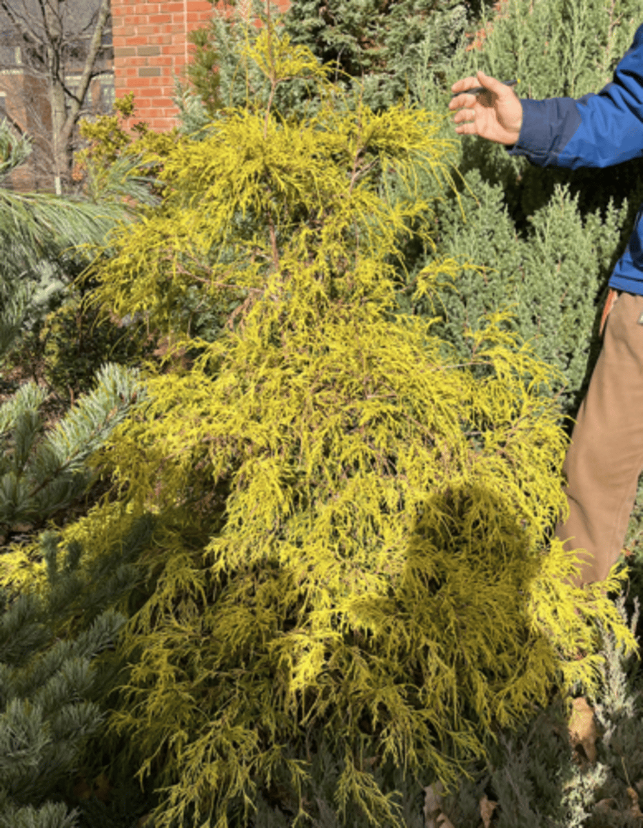<p>very yellow golden needles, looong stem, scaly foliage, conical</p>