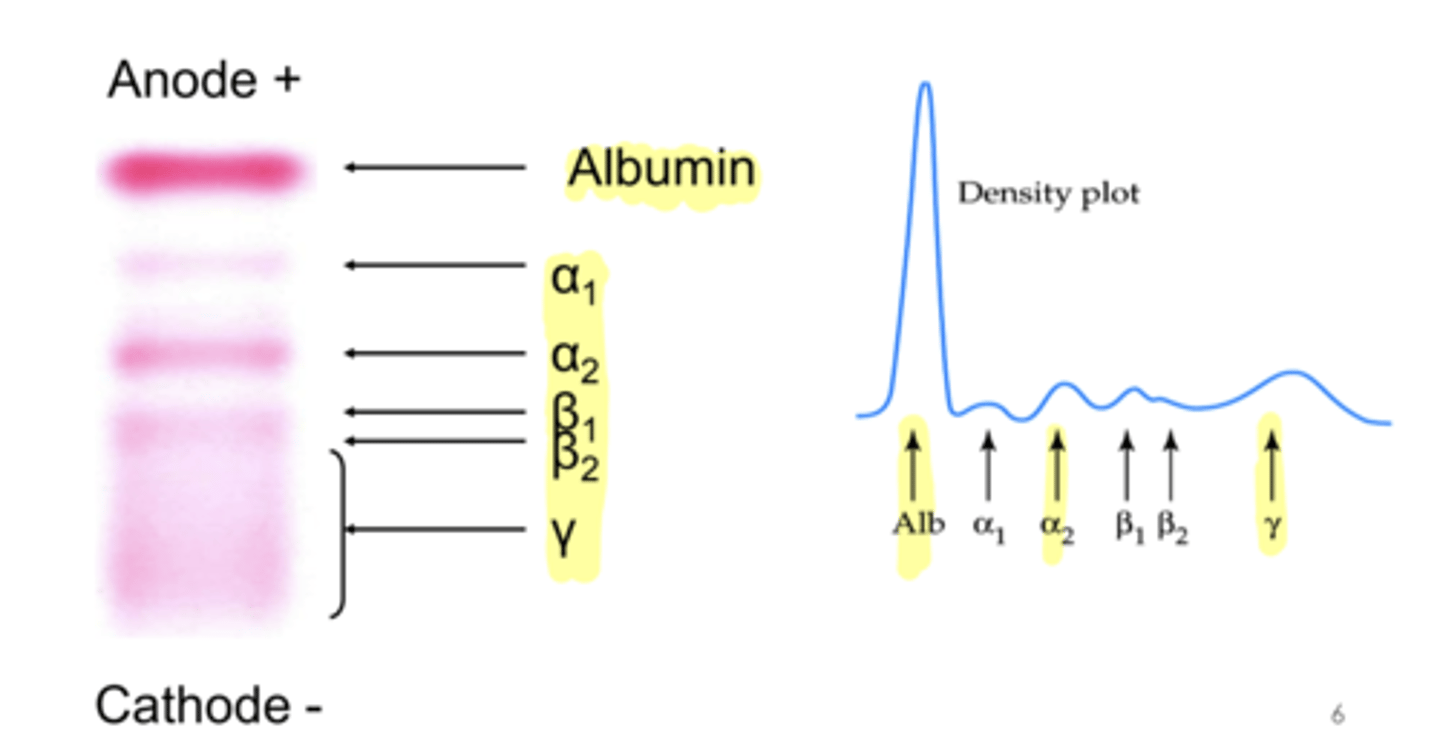 <p>Highest is albumin,<br>Second highest is gamma<br>then A2</p>