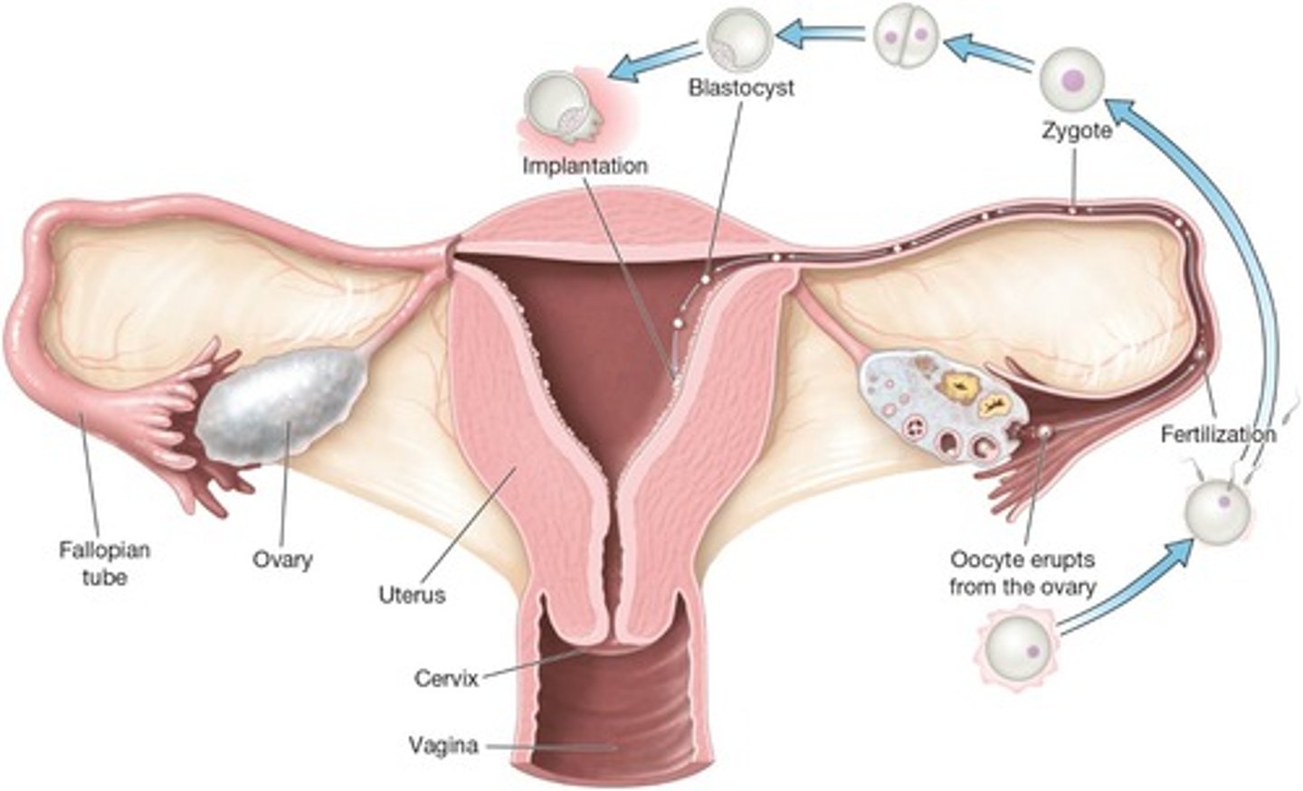 <p>The blastocyst burrowing into the uterine lining.</p>