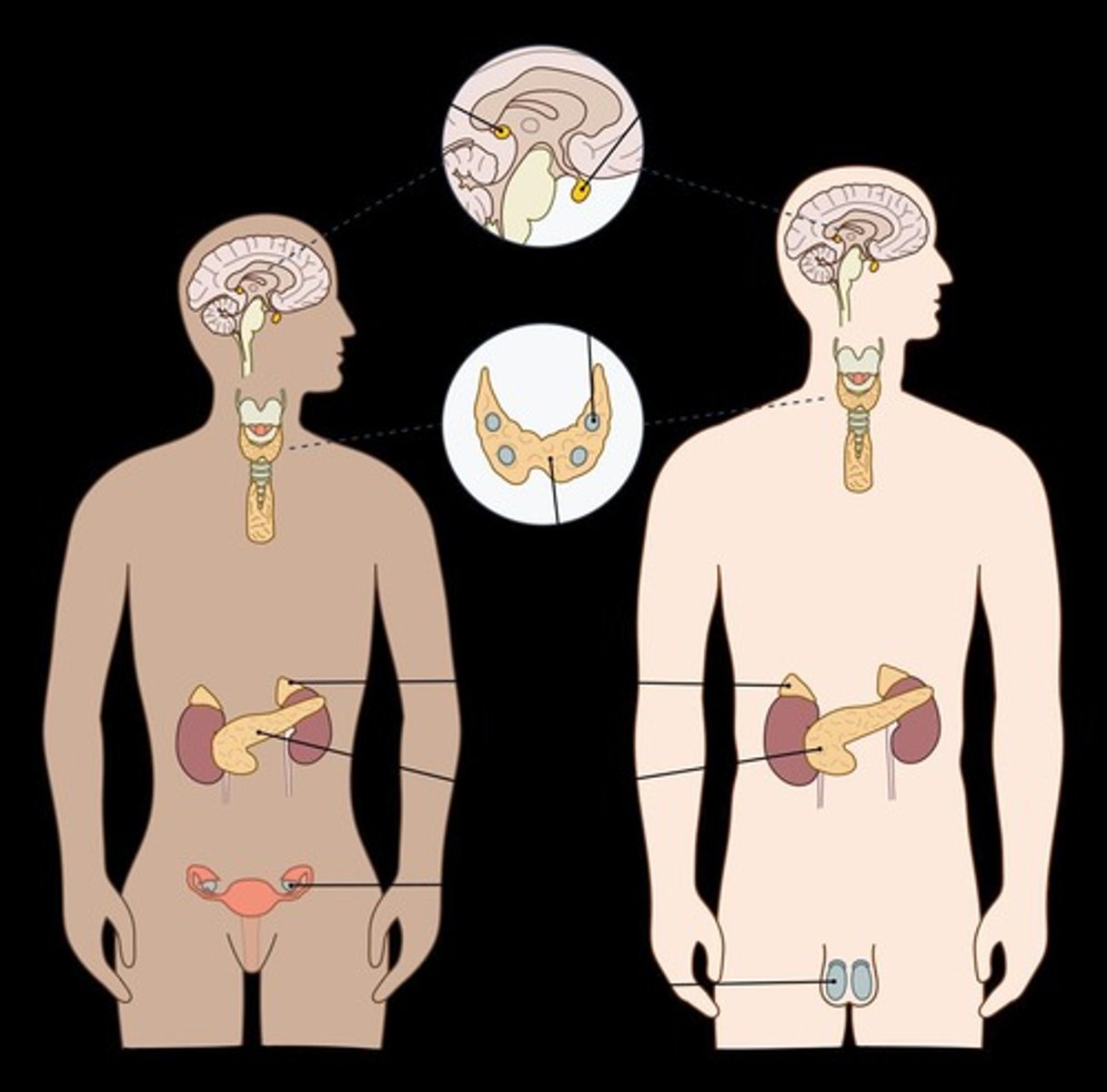 <p>Gland in the neck that secretes hormones that regulate growth, development, and metabolic rate.</p>