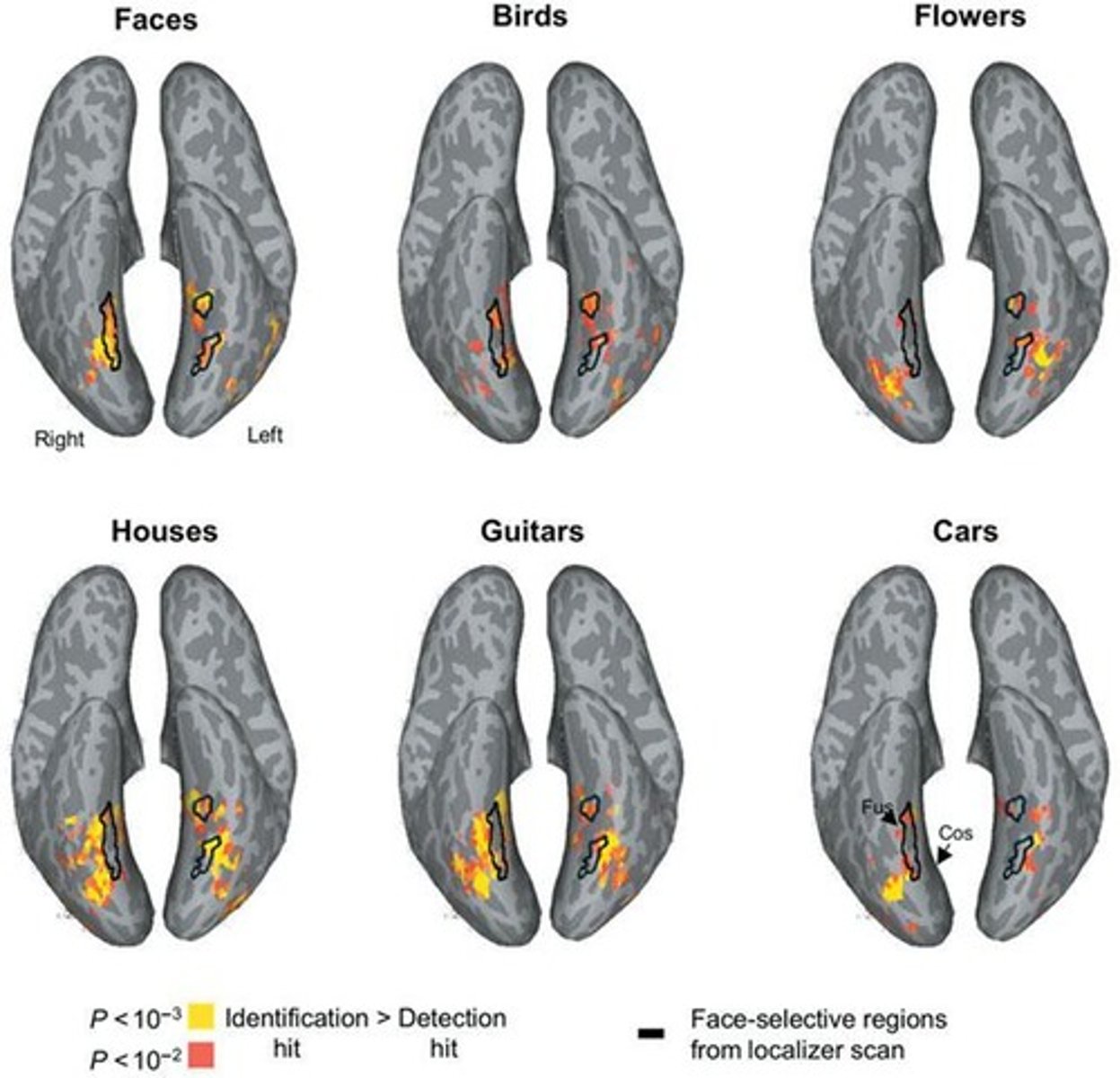 <p>A brain region specialized for face recognition, also activated by other significant objects.</p>