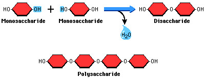 <p>build disaccharides by removing a water molecule to put monomers together</p>