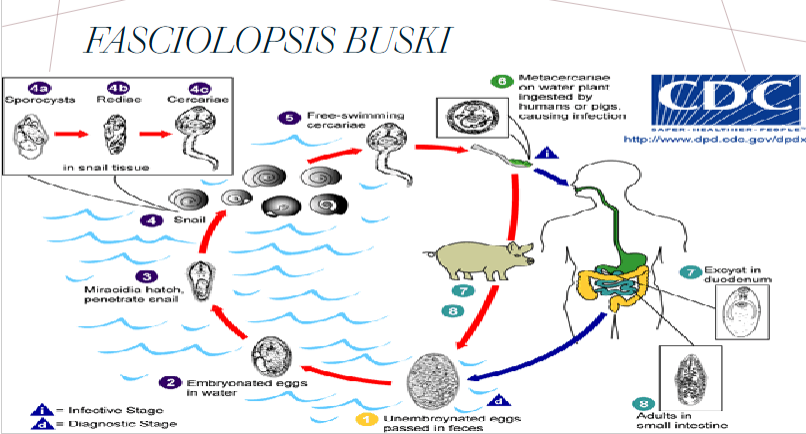 <ol><li><p>unembryonated eggs passed in feces</p></li><li><p>embryonate in water</p></li><li><p>miracida hatch &amp; penetrate snail</p></li><li><p>undergoes numerous developmental stages</p></li><li><p>cercariae (terror tadpole) releases from snail</p></li><li><p>metacercariae encysts on water plants</p></li><li><p>water plants ingested by pigs/humans</p></li><li><p>encyst in duodenum of humans</p></li><li><p>adults live in small intestine</p></li></ol><p></p>