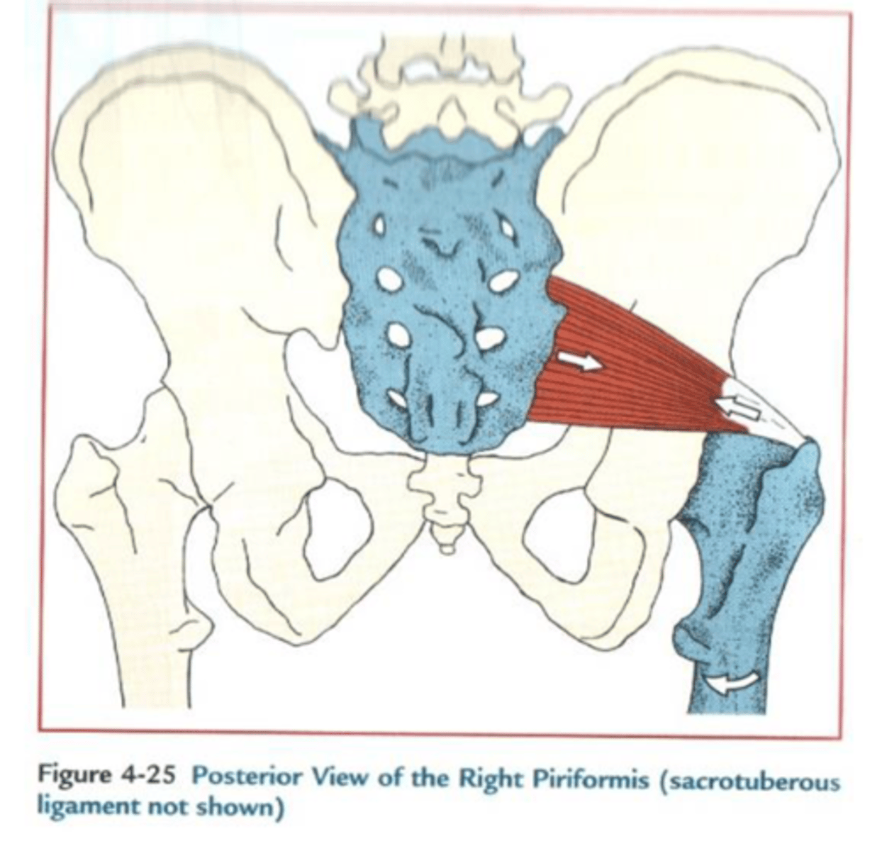 <p>Anterior surface of the sacrum</p>