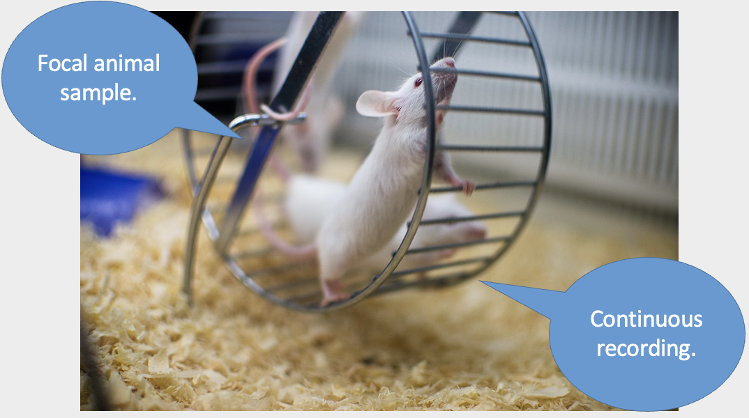 <ul><li><p>focal sample as we know who they are </p></li><li><p>may be interested in motivation using forced swim test or using a wheel </p><ul><li><p>start stop watch when its on the wheel and stop it when the mouse gets off </p></li><li><p>can see whether depression effects how the animal engages with the environment</p></li></ul></li></ul><p></p>