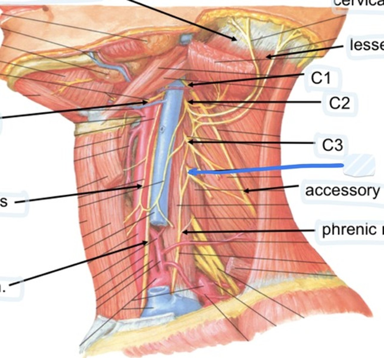 knowt flashcard image