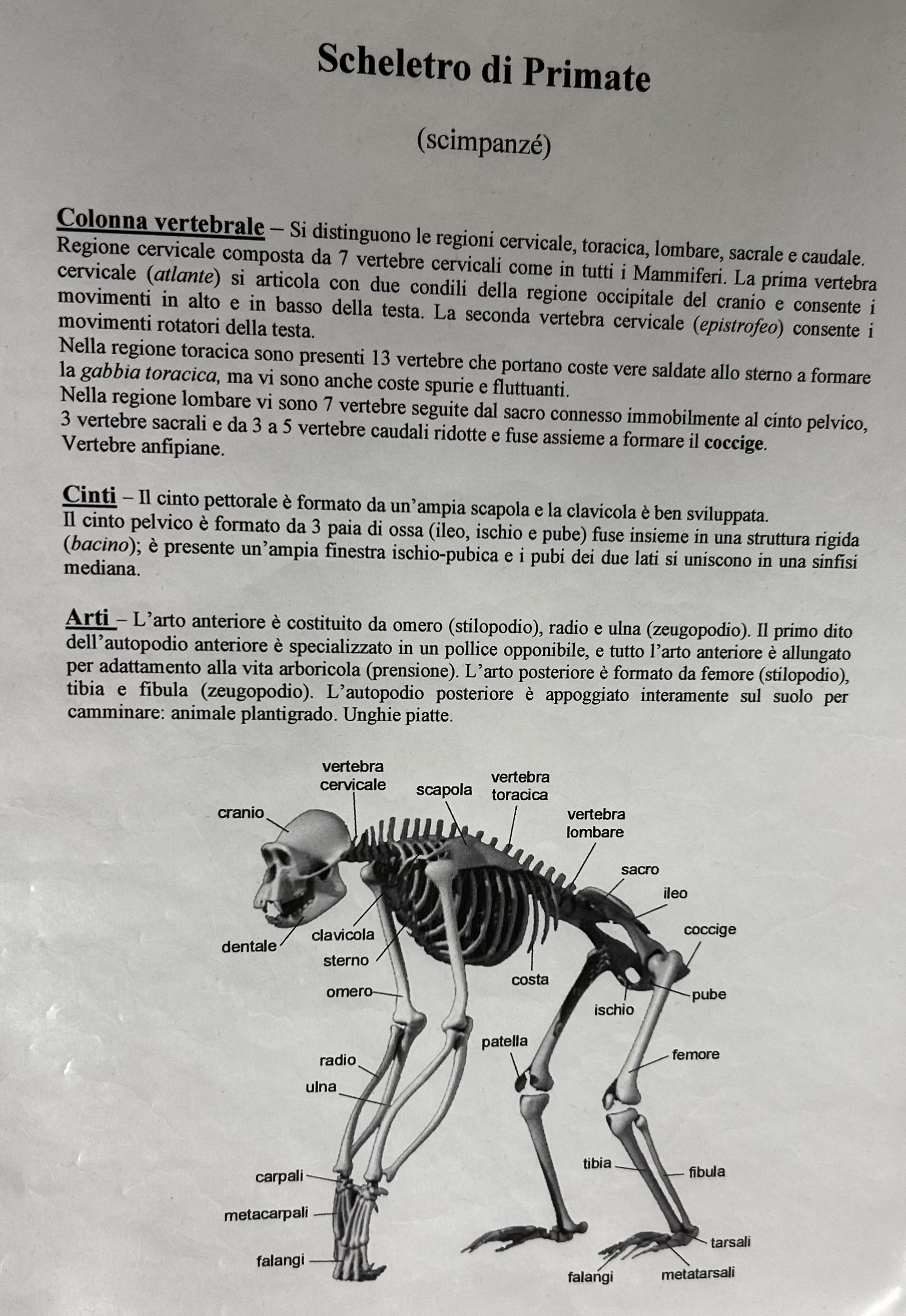 <p>Scheletro scimpanzé</p>