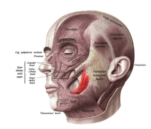 <p>Retracts corners of the mouth (e.g., smiling and grinning), also used to move the cheeks while chewing </p>