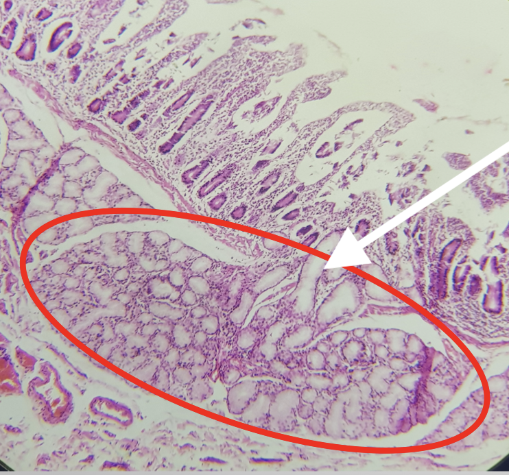 <p>Where is the encircled structure found</p>