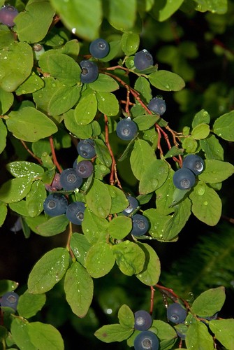Family: Ericaceae 

Common: dangleberry

Range: Native to Eastern NA. North FL up to the Northeast.

Habitat: Flatwoods, rocky outcroppings up North.

Plant size: shrub to 2m tall

Persistence: deciduous

Twigs: young often glabrous or short pubescent

Leaf: simple, alternate, elliptic or oblanceolate, cuneate base, rounded to obtuse apex, entire margins, glabrous upper, glaucous and gold glands under. Prominent veins. Rubs off gold (gays love gold).

Flowers: Racemes loosely 5-12 flowered. Corolla greenish white, dull and inconspicuous, tube cuplike, small lobes. Bell shaped flower.

Fruit: glaucous-blue/black drupe. Sweet and delicious.

Tolerance: moderate fire and shade, some salt tolerance.