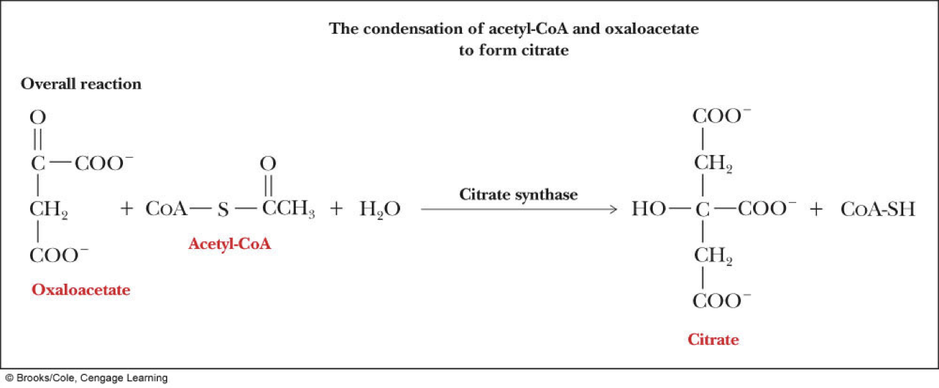 What is the name of the enzyme that catalyzes the condensation of acetyl-CoA with oxaloacetate in step 1.

\
