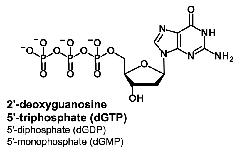 <p>2’-deoxyguanosine 5’-mono/di/triphosphate (dGMP/dGDP/dGTP)</p>